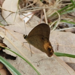 Hypocysta metirius at Guerilla Bay, NSW - 18 Apr 2019 12:03 PM