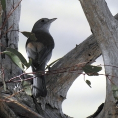 Colluricincla harmonica (Grey Shrikethrush) at Tharwa, ACT - 21 Apr 2019 by RodDeb