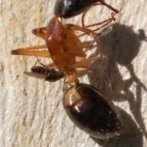 Milichiidae (family) at Symonston, ACT - 22 Apr 2019