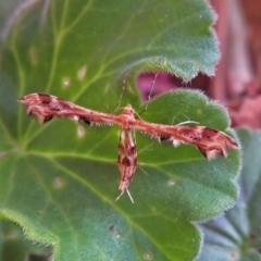 Sphenarches anisodactylus at Macarthur, ACT - 21 Apr 2019 02:08 PM