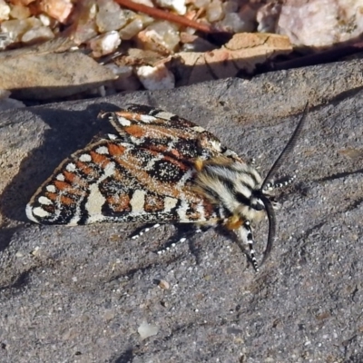 Apina callisto (Pasture Day Moth) at Namadgi National Park - 21 Apr 2019 by RodDeb