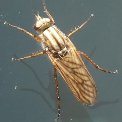 Unidentified Stiletto fly (Therevidae) at Undefined, NSW - 19 Mar 2019 by HarveyPerkins