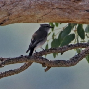 Microeca fascinans at Tharwa, ACT - 21 Apr 2019