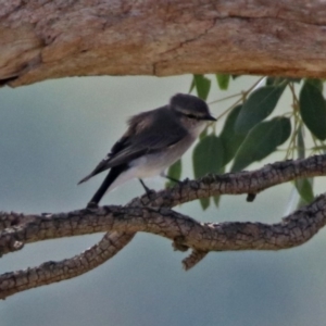 Microeca fascinans at Tharwa, ACT - 21 Apr 2019