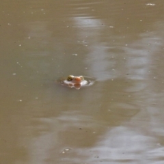 Chelodina longicollis (Eastern Long-necked Turtle) at Paddys River, ACT - 21 Apr 2019 by RodDeb