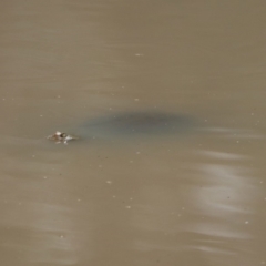 Chelodina longicollis at Paddys River, ACT - 21 Apr 2019 12:06 PM