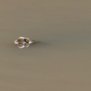 Chelodina longicollis at Paddys River, ACT - 21 Apr 2019 12:06 PM