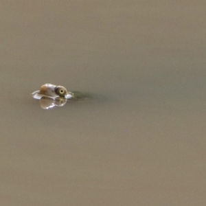 Chelodina longicollis at Paddys River, ACT - 21 Apr 2019