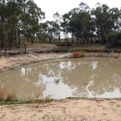 Chelodina longicollis at Paddys River, ACT - 21 Apr 2019