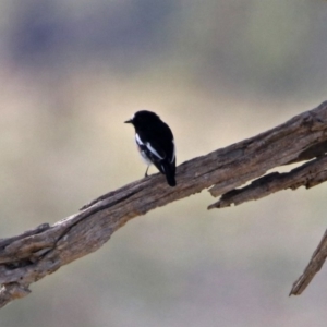 Petroica boodang at Tharwa, ACT - 21 Apr 2019