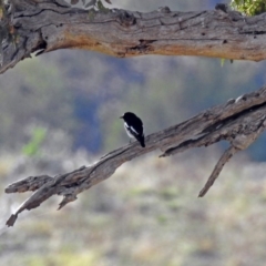 Petroica boodang at Tharwa, ACT - 21 Apr 2019