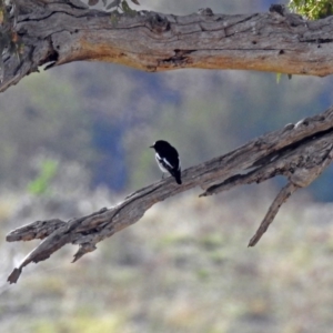 Petroica boodang at Tharwa, ACT - 21 Apr 2019 10:28 AM