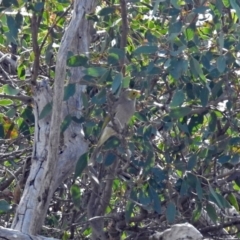 Ptilotula penicillata (White-plumed Honeyeater) at Tharwa, ACT - 21 Apr 2019 by RodDeb