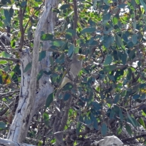 Ptilotula penicillata at Tharwa, ACT - 21 Apr 2019