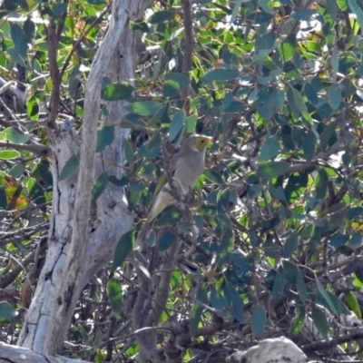 Ptilotula penicillata (White-plumed Honeyeater) at Gigerline Nature Reserve - 21 Apr 2019 by RodDeb