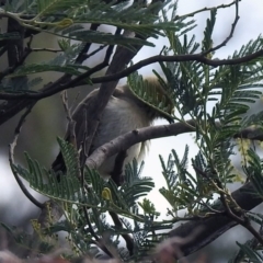 Ptilotula penicillata at Tharwa, ACT - 21 Apr 2019 01:07 PM