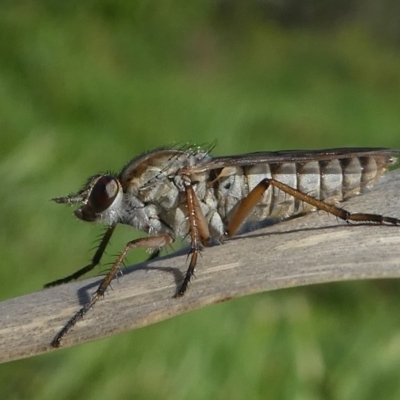Anabarhynchus sp. (genus) (Stiletto Fly (Sub-family Therevinae)) at Barunguba (Montague) Island - 25 Mar 2019 by HarveyPerkins