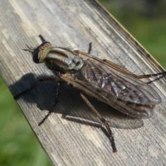 Anabarhynchus sp. (genus) at Undefined, NSW - 26 Mar 2019 10:50 AM