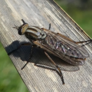 Anabarhynchus sp. (genus) at Undefined, NSW - 26 Mar 2019 10:50 AM