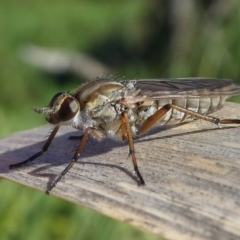 Anabarhynchus sp. (genus) at Undefined, NSW - 26 Mar 2019 10:50 AM