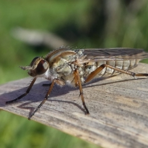 Anabarhynchus sp. (genus) at Undefined, NSW - 26 Mar 2019 10:50 AM