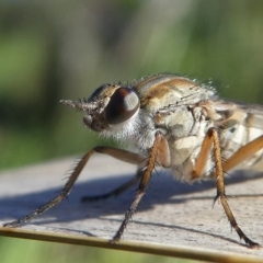Anabarhynchus sp. (genus) at Undefined, NSW - 26 Mar 2019 10:50 AM
