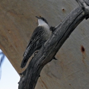 Cormobates leucophaea at Paddys River, ACT - 21 Apr 2019