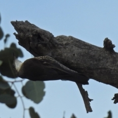 Cormobates leucophaea at Paddys River, ACT - 21 Apr 2019