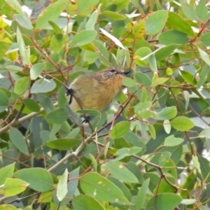 Acanthiza nana at Paddys River, ACT - 21 Apr 2019