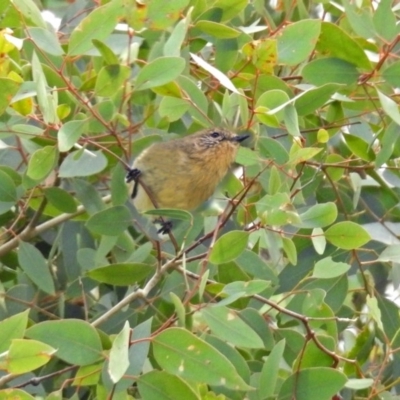 Acanthiza nana (Yellow Thornbill) at Paddys River, ACT - 21 Apr 2019 by RodDeb