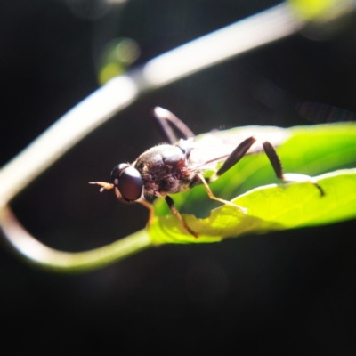 Exaireta spinigera (Garden Soldier Fly) at Ngunnawal, ACT - 22 Apr 2019 by Angus44