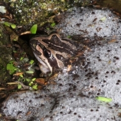 Limnodynastes peronii (Brown-striped Frog) at Barunguba (Montague) Island - 19 Mar 2019 by HarveyPerkins