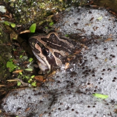 Limnodynastes peronii (Brown-striped Frog) at Barunguba (Montague) Island - 19 Mar 2019 by HarveyPerkins
