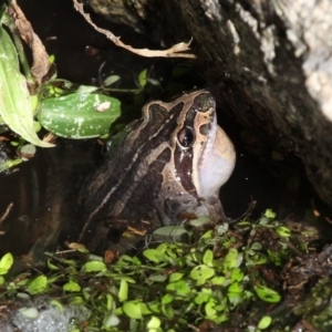 Limnodynastes peronii at Undefined, NSW - 19 Mar 2019