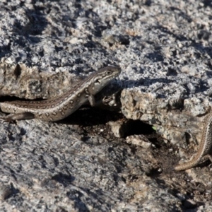 Liopholis whitii at Undefined, NSW - 23 Mar 2019 09:44 AM