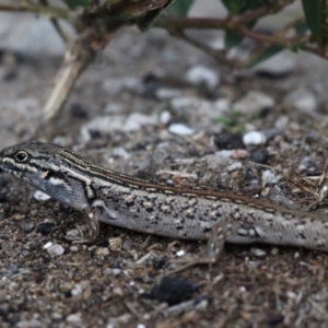 Liopholis whitii at Undefined, NSW - 22 Mar 2019 06:29 PM