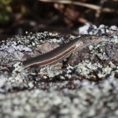 Lampropholis guichenoti (Common Garden Skink) at Barunguba (Montague) Island - 23 Mar 2019 by HarveyPerkins