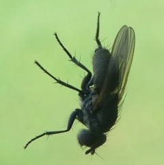 Muscidae (family) (Unidentified muscid fly) at Barunguba (Montague) Island - 20 Mar 2019 by HarveyPerkins