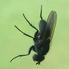 Muscidae (family) (Unidentified muscid fly) at Undefined, NSW - 21 Mar 2019 by HarveyPerkins