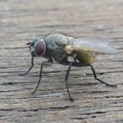 Muscidae (family) (Unidentified muscid fly) at Undefined, NSW - 21 Mar 2019 by HarveyPerkins