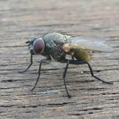Muscidae (family) (Unidentified muscid fly) at Barunguba (Montague) Island - 21 Mar 2019 by HarveyPerkins