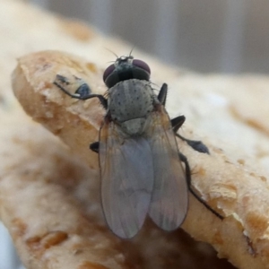 Muscidae (family) at Undefined, NSW - 21 Mar 2019 06:26 PM