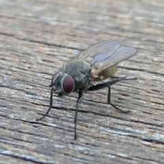 Muscidae (family) at Undefined, NSW - 21 Mar 2019 06:26 PM