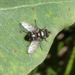 Tachinidae (family) (Unidentified Bristle fly) at Barunguba (Montague) Island - 26 Mar 2019 by HarveyPerkins