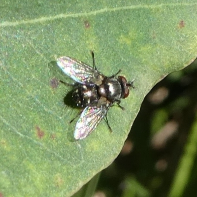 Tachinidae (family) (Unidentified Bristle fly) at Undefined, NSW - 26 Mar 2019 by HarveyPerkins