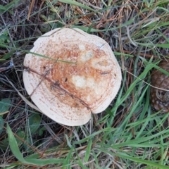 Lactarius deliciosus (Saffron Milkcap) at Isaacs, ACT - 22 Apr 2019 by Mike