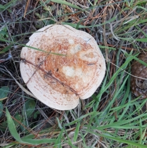 Lactarius deliciosus at Isaacs, ACT - 22 Apr 2019 12:28 PM