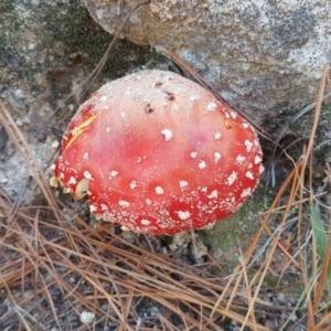 Amanita muscaria at Isaacs, ACT - 22 Apr 2019