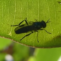 Unidentified Other Fly (many families, acalyptrate) (TBC) at Barunguba (Montague) Island - 26 Mar 2019 by HarveyPerkins