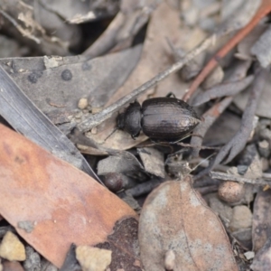 Adelium pustulosum at Wamboin, NSW - 14 Dec 2018 09:24 PM